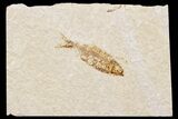 Bargain, Detailed Fossil Fish (Knightia) - Wyoming #174705-1